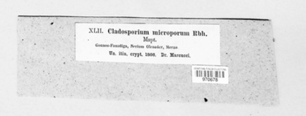 Cladosporium microporum image